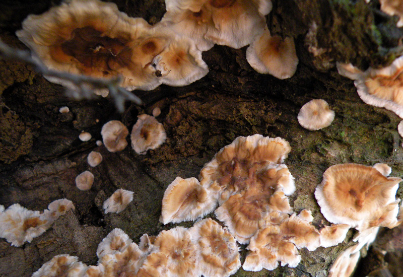 Aphyllophorales senza campioni